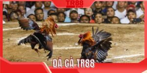 Đá gà TR88